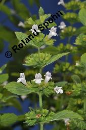 Zitronen-Melisse, Zitronenmelisse, Melisse, Melissa officinalis, Melissa officinalis, Zitronen-Melisse, Zitronenmelisse, Melisse, Lamiaceae, Blhend Kauf von 00476_melissa_officinalis_dsc_2964.jpg