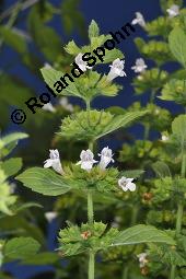 Zitronen-Melisse, Zitronenmelisse, Melisse, Melissa officinalis, Melissa officinalis, Zitronen-Melisse, Zitronenmelisse, Melisse, Lamiaceae, Blühend Kauf von 00476_melissa_officinalis_dsc_2965.jpg