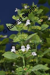 Zitronen-Melisse, Zitronenmelisse, Melisse, Melissa officinalis, Melissa officinalis, Zitronen-Melisse, Zitronenmelisse, Melisse, Lamiaceae, Blühend Kauf von 00476_melissa_officinalis_dsc_2966.jpg