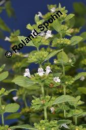 Zitronen-Melisse, Zitronenmelisse, Melisse, Melissa officinalis, Melissa officinalis, Zitronen-Melisse, Zitronenmelisse, Melisse, Lamiaceae, Blühend Kauf von 00476_melissa_officinalis_dsc_2967.jpg