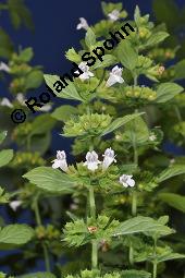 Zitronen-Melisse, Zitronenmelisse, Melisse, Melissa officinalis, Melissa officinalis, Zitronen-Melisse, Zitronenmelisse, Melisse, Lamiaceae, Blühend Kauf von 00476_melissa_officinalis_dsc_2968.jpg