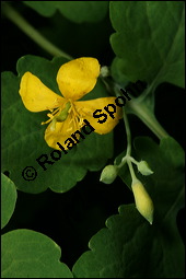 Schllkraut, Wanzenkraut, Chelidonium majus, Papaveraceae, Chelidonium majus, Schllkraut, Warzenkraut, Blhend Kauf von 00477chelidonium_majusimg_2405.jpg