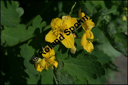 Schöllkraut, Wanzenkraut, Chelidonium majus, Papaveraceae, Chelidonium majus, Schöllkraut, Warzenkraut, Blühend Kauf von 00477chelidonium_majusimg_6877.jpg