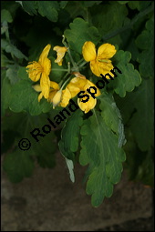 Schöllkraut, Wanzenkraut, Chelidonium majus, Papaveraceae, Chelidonium majus, Schöllkraut, Warzenkraut, Blühend Kauf von 00477chelidonium_majusimg_6879.jpg