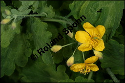 Schllkraut, Wanzenkraut, Chelidonium majus, Papaveraceae, Chelidonium majus, Schllkraut, Warzenkraut, Blhend Kauf von 00477chelidonium_majusimg_6885.jpg