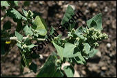 Stinkender Gänsefuß; Chenopodium vulvaria, Chenopodiaceae, Chenopodium vilvaria, Stinkender Gänsefuß, Blühend Kauf von 00483chenopodium_vulvariaimg_2245.jpg