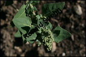 Stinkender Gänsefuß; Chenopodium vulvaria, Chenopodiaceae, Chenopodium vilvaria, Stinkender Gänsefuß, Blühend Kauf von 00483chenopodium_vulvariaimg_2246.jpg