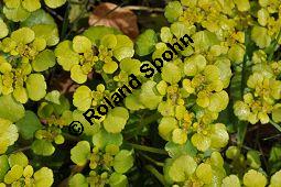 Wechselblttriges Milzkraut, Chrysosplenium alternifolium, Saxifragaceae, Chrysosplenium alternifolium, Wechselblttriges Milzkraut, Blatt Kauf von 00486_chrysosplenium_alternifolium_dsc_3607.jpg