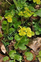 Wechselblttriges Milzkraut, Chrysosplenium alternifolium, Saxifragaceae, Chrysosplenium alternifolium, Wechselblttriges Milzkraut, Blatt Kauf von 00486_chrysosplenium_alternifolium_dsc_3609.jpg