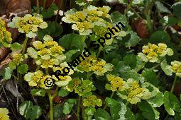 Wechselblättriges Milzkraut, Chrysosplenium alternifolium, Saxifragaceae, Chrysosplenium alternifolium, Wechselblättriges Milzkraut, Blatt Kauf von 00486_chrysosplenium_alternifolium_dsc_3610.jpg