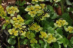 Wechselblättriges Milzkraut, Chrysosplenium alternifolium, Saxifragaceae, Chrysosplenium alternifolium, Wechselblättriges Milzkraut, Blatt Kauf von 00486_chrysosplenium_alternifolium_dsc_3611.jpg