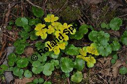 Wechselblttriges Milzkraut, Chrysosplenium alternifolium, Saxifragaceae, Chrysosplenium alternifolium, Wechselblttriges Milzkraut, Blatt Kauf von 00486_chrysosplenium_alternifolium_dsc_3613.jpg