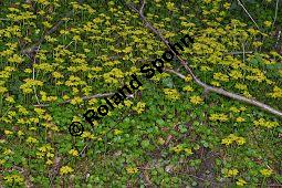 Wechselblttriges Milzkraut, Chrysosplenium alternifolium, Saxifragaceae, Chrysosplenium alternifolium, Wechselblttriges Milzkraut, Blatt Kauf von 00486_chrysosplenium_alternifolium_dsc_3614.jpg