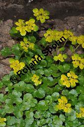 Wechselblättriges Milzkraut, Chrysosplenium alternifolium, Saxifragaceae, Chrysosplenium alternifolium, Wechselblättriges Milzkraut, Blatt Kauf von 00486_chrysosplenium_alternifolium_dsc_3616.jpg