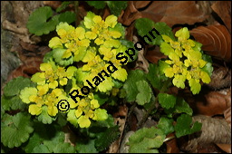 Wechselblttriges Milzkraut, Chrysosplenium alternifolium, Saxifragaceae, Chrysosplenium alternifolium, Wechselblttriges Milzkraut, Blatt Kauf von 00486chrysosplenium_alternifoliumimg_5858.jpg