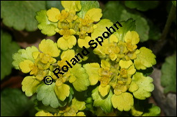 Wechselblättriges Milzkraut, Chrysosplenium alternifolium, Saxifragaceae, Chrysosplenium alternifolium, Wechselblättriges Milzkraut, Blatt Kauf von 00486chrysosplenium_alternifoliumimg_5859.jpg