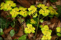 Wechselblttriges Milzkraut, Chrysosplenium alternifolium, Saxifragaceae, Chrysosplenium alternifolium, Wechselblttriges Milzkraut, Blatt Kauf von 00486chrysosplenium_alternifoliumimg_5860.jpg