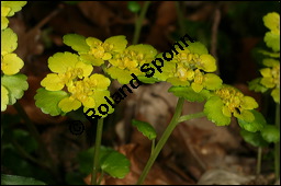 Wechselblättriges Milzkraut, Chrysosplenium alternifolium, Saxifragaceae, Chrysosplenium alternifolium, Wechselblättriges Milzkraut, Blatt Kauf von 00486chrysosplenium_alternifoliumimg_5861.jpg