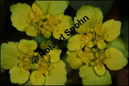 Wechselblttriges Milzkraut, Chrysosplenium alternifolium, Saxifragaceae, Chrysosplenium alternifolium, Wechselblttriges Milzkraut, Blatt Kauf von 00486chrysosplenium_alternifoliumimg_5862.jpg