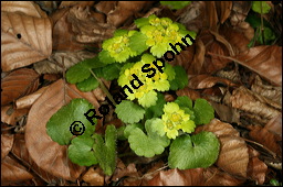 Wechselblttriges Milzkraut, Chrysosplenium alternifolium, Saxifragaceae, Chrysosplenium alternifolium, Wechselblttriges Milzkraut, Blatt Kauf von 00486chrysosplenium_alternifoliumimg_5864.jpg