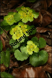 Wechselblättriges Milzkraut, Chrysosplenium alternifolium, Saxifragaceae, Chrysosplenium alternifolium, Wechselblättriges Milzkraut, Blatt Kauf von 00486chrysosplenium_alternifoliumimg_5865.jpg