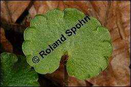 Wechselblttriges Milzkraut, Chrysosplenium alternifolium, Saxifragaceae, Chrysosplenium alternifolium, Wechselblttriges Milzkraut, Blatt Kauf von 00486chrysosplenium_alternifoliumimg_5867.jpg