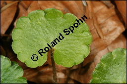 Wechselblättriges Milzkraut, Chrysosplenium alternifolium, Saxifragaceae, Chrysosplenium alternifolium, Wechselblättriges Milzkraut, Blatt Kauf von 00486chrysosplenium_alternifoliumimg_5869.jpg