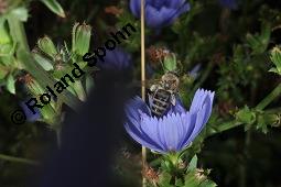 Wegwarte, Wilde Zichorie, Cichorium intybus var. intybus, Cichorium intybus var. sylvestre, Cichoriaceae, Cichorium intybus var. intybus, Wegwarte, Wilde Zichorie, Habitus blühend Kauf von 00489_cichorium_intybus__3.jpg