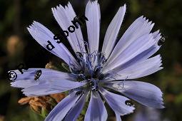 Wegwarte, Wilde Zichorie, Cichorium intybus var. intybus, Cichorium intybus var. sylvestre, Cichoriaceae, Cichorium intybus var. intybus, Wegwarte, Wilde Zichorie, Habitus blhend Kauf von 00489_cichorium_intybus_intybus_dsc_2757.jpg