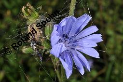 Wegwarte, Wilde Zichorie, Cichorium intybus var. intybus, Cichorium intybus var. sylvestre, Cichoriaceae, Cichorium intybus var. intybus, Wegwarte, Wilde Zichorie, Habitus blhend Kauf von 00489_cichorium_intybus_intybus_dsc_2758.jpg