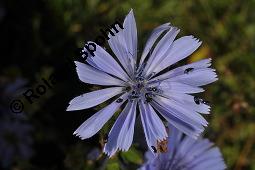 Wegwarte, Wilde Zichorie, Cichorium intybus var. intybus, Cichorium intybus var. sylvestre, Cichoriaceae, Cichorium intybus var. intybus, Wegwarte, Wilde Zichorie, Habitus blhend Kauf von 00489_cichorium_intybus_intybus_dsc_2760.jpg