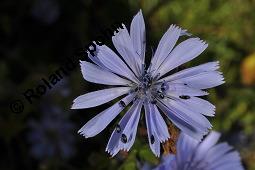 Wegwarte, Wilde Zichorie, Cichorium intybus var. intybus, Cichorium intybus var. sylvestre, Cichoriaceae, Cichorium intybus var. intybus, Wegwarte, Wilde Zichorie, Habitus blühend Kauf von 00489_cichorium_intybus_intybus_dsc_2761.jpg