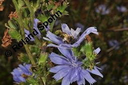 Wegwarte, Wilde Zichorie, Cichorium intybus var. intybus, Cichorium intybus var. sylvestre, Cichoriaceae, Cichorium intybus var. intybus, Wegwarte, Wilde Zichorie, Habitus blühend Kauf von 00489_cichorium_intybus_intybus_dsc_3026.jpg