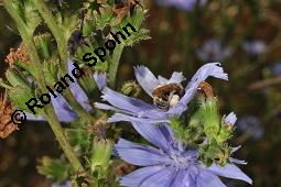 Wegwarte, Wilde Zichorie, Cichorium intybus var. intybus, Cichorium intybus var. sylvestre, Cichoriaceae, Cichorium intybus var. intybus, Wegwarte, Wilde Zichorie, Habitus blühend Kauf von 00489_cichorium_intybus_intybus_dsc_3027.jpg