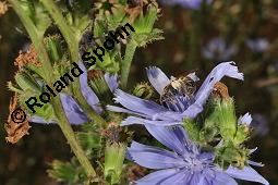 Wegwarte, Wilde Zichorie, Cichorium intybus var. intybus, Cichorium intybus var. sylvestre, Cichoriaceae, Cichorium intybus var. intybus, Wegwarte, Wilde Zichorie, Habitus blühend Kauf von 00489_cichorium_intybus_intybus_dsc_3028.jpg