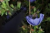 Wegwarte, Wilde Zichorie, Cichorium intybus var. intybus, Cichorium intybus var. sylvestre, Cichoriaceae, Cichorium intybus var. intybus, Wegwarte, Wilde Zichorie, Habitus blhend Kauf von 00489_cichorium_intybus_intybus_dsc_3029.jpg