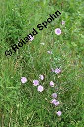 Wegwarte, Wilde Zichorie, Cichorium intybus var. intybus, Cichorium intybus var. sylvestre, Cichoriaceae, Cichorium intybus var. intybus, Wegwarte, Wilde Zichorie, Habitus blühend Kauf von 00489_cichorium_intybus_intybus_dsc_4828.jpg