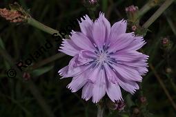 Wegwarte, Wilde Zichorie, Cichorium intybus var. intybus, Cichorium intybus var. sylvestre, Cichoriaceae, Cichorium intybus var. intybus, Wegwarte, Wilde Zichorie, Habitus blühend Kauf von 00489_cichorium_intybus_intybus_dsc_4830.jpg