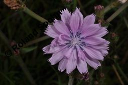 Wegwarte, Wilde Zichorie, Cichorium intybus var. intybus, Cichorium intybus var. sylvestre, Cichoriaceae, Cichorium intybus var. intybus, Wegwarte, Wilde Zichorie, Habitus blühend Kauf von 00489_cichorium_intybus_intybus_dsc_4831.jpg