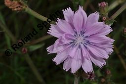 Wegwarte, Wilde Zichorie, Cichorium intybus var. intybus, Cichorium intybus var. sylvestre, Cichoriaceae, Cichorium intybus var. intybus, Wegwarte, Wilde Zichorie, Habitus blühend Kauf von 00489_cichorium_intybus_intybus_dsc_4833.jpg