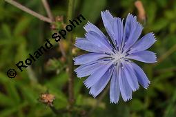 Wegwarte, Wilde Zichorie, Cichorium intybus var. intybus, Cichorium intybus var. sylvestre, Cichoriaceae, Cichorium intybus var. intybus, Wegwarte, Wilde Zichorie, Habitus blhend Kauf von 00489_cichorium_intybus_intybus_dsc_4835.jpg