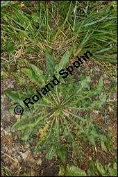 Wegwarte, Wilde Zichorie, Cichorium intybus var. intybus, Cichorium intybus var. sylvestre, Cichoriaceae, Cichorium intybus var. intybus, Wegwarte, Wilde Zichorie, Habitus blhend Kauf von 00489cichorium_intybus_intybusimg_0051.jpg