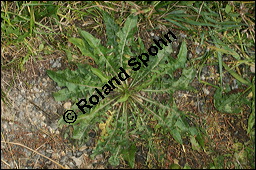 Wegwarte, Wilde Zichorie, Cichorium intybus var. intybus, Cichorium intybus var. sylvestre, Cichoriaceae, Cichorium intybus var. intybus, Wegwarte, Wilde Zichorie, Habitus blühend Kauf von 00489cichorium_intybus_intybusimg_0053.jpg