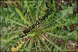 Wegwarte, Wilde Zichorie, Cichorium intybus var. intybus, Cichorium intybus var. sylvestre, Cichoriaceae, Cichorium intybus var. intybus, Wegwarte, Wilde Zichorie, Habitus blühend Kauf von 00489cichorium_intybus_intybusimg_0054.jpg