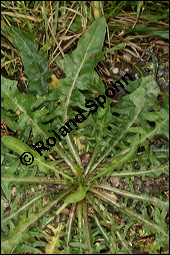 Wegwarte, Wilde Zichorie, Cichorium intybus var. intybus, Cichorium intybus var. sylvestre, Cichoriaceae, Cichorium intybus var. intybus, Wegwarte, Wilde Zichorie, Habitus blühend Kauf von 00489cichorium_intybus_intybusimg_0055.jpg