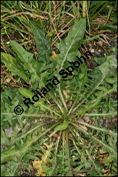 Wegwarte, Wilde Zichorie, Cichorium intybus var. intybus, Cichorium intybus var. sylvestre, Cichoriaceae, Cichorium intybus var. intybus, Wegwarte, Wilde Zichorie, Habitus blühend Kauf von 00489cichorium_intybus_intybusimg_0056.jpg