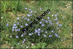 Wegwarte, Wilde Zichorie, Cichorium intybus var. intybus, Cichorium intybus var. sylvestre, Cichoriaceae, Cichorium intybus var. intybus, Wegwarte, Wilde Zichorie, Habitus blühend Kauf von 00489cichorium_intybus_intybusimg_9105.jpg