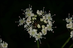 Giftiger Wasserschierling, Cicuta virosa, Apiaceae, Cicuta virosa, Giftiger Wasserschierling, Döldchen Kauf von 00490cicuta_virosaimg_3003.jpg