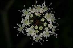 Giftiger Wasserschierling, Cicuta virosa, Apiaceae, Cicuta virosa, Giftiger Wasserschierling, Döldchen Kauf von 00490cicuta_virosaimg_3004.jpg