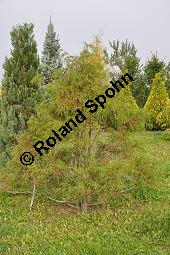 Sawara-Scheinzypresse 'Filifera', Fadenzypresse, Chamaecyparis pisifera 'Filifera', Cupressaceae, Chamaecyparis pisifera 'Filifera', Sawara-Scheinzypresse 'Filifera', Fadenzypresse, Habitus Kauf von 00492_chamaecyparis_pisifera_filifera_dsc_0735.jpg